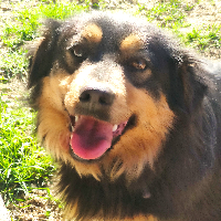 muller45bosnia Avatar