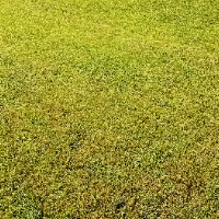 aleksandar866 Avatar