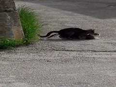 Macak u akciji, moj macak ne bira